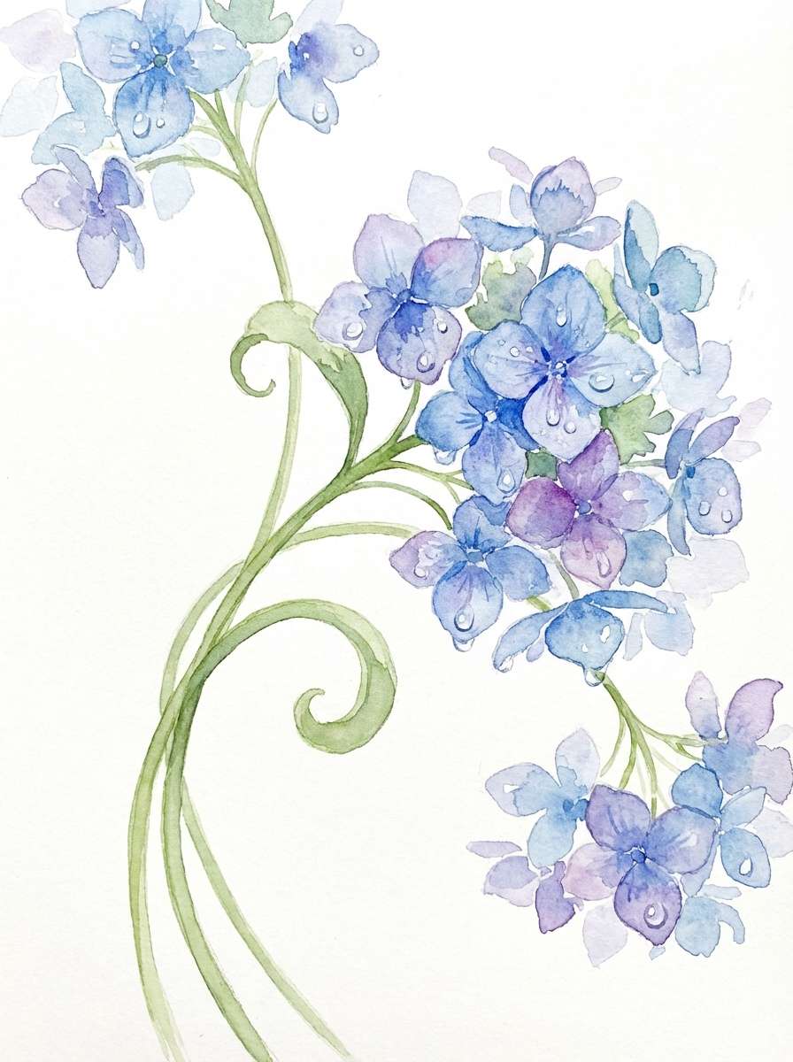 hydrangea watercolor art