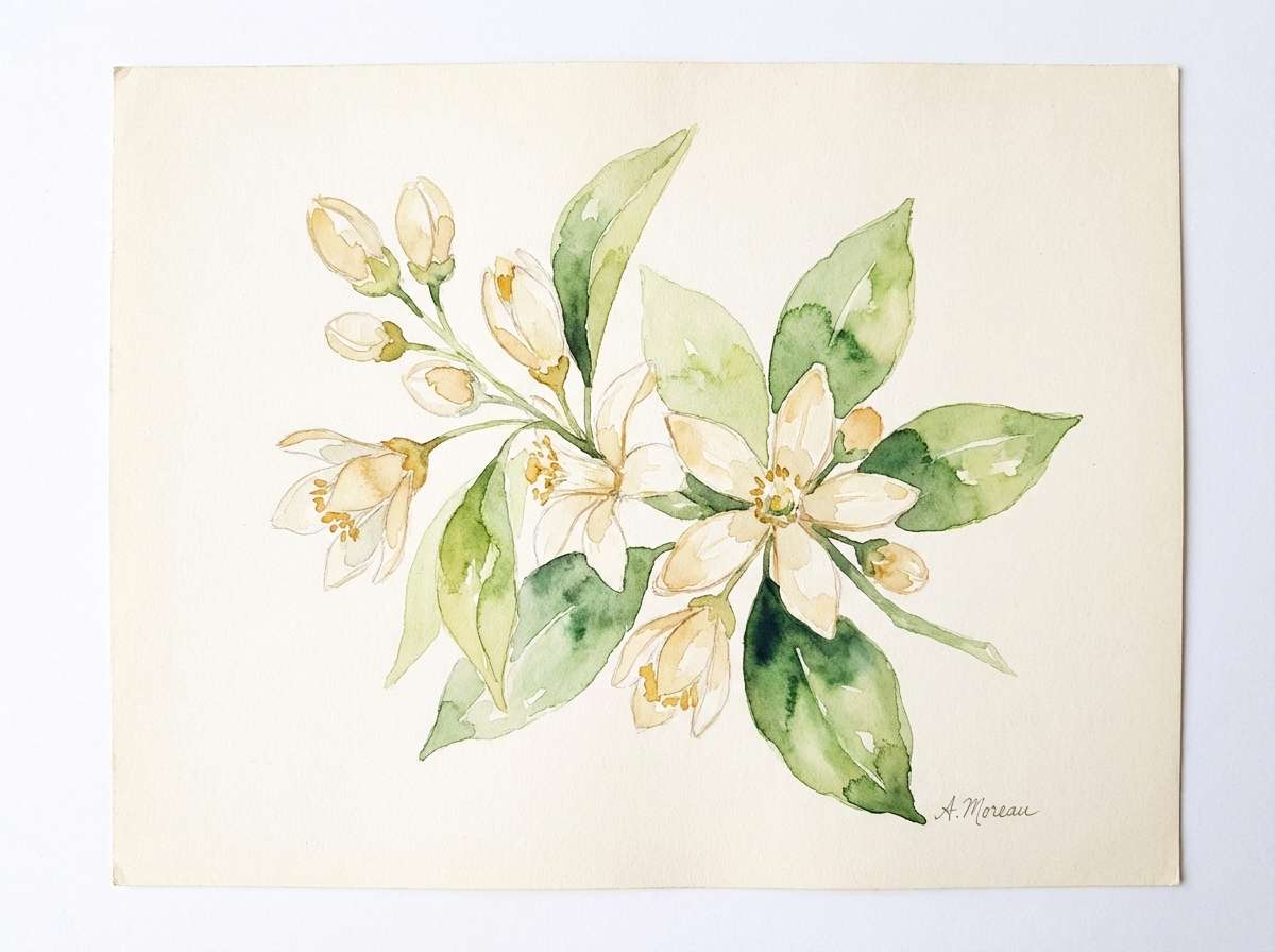 watercolor lemon blossom illustration