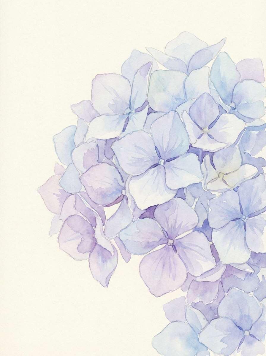 watercolor hydrangea illustration
