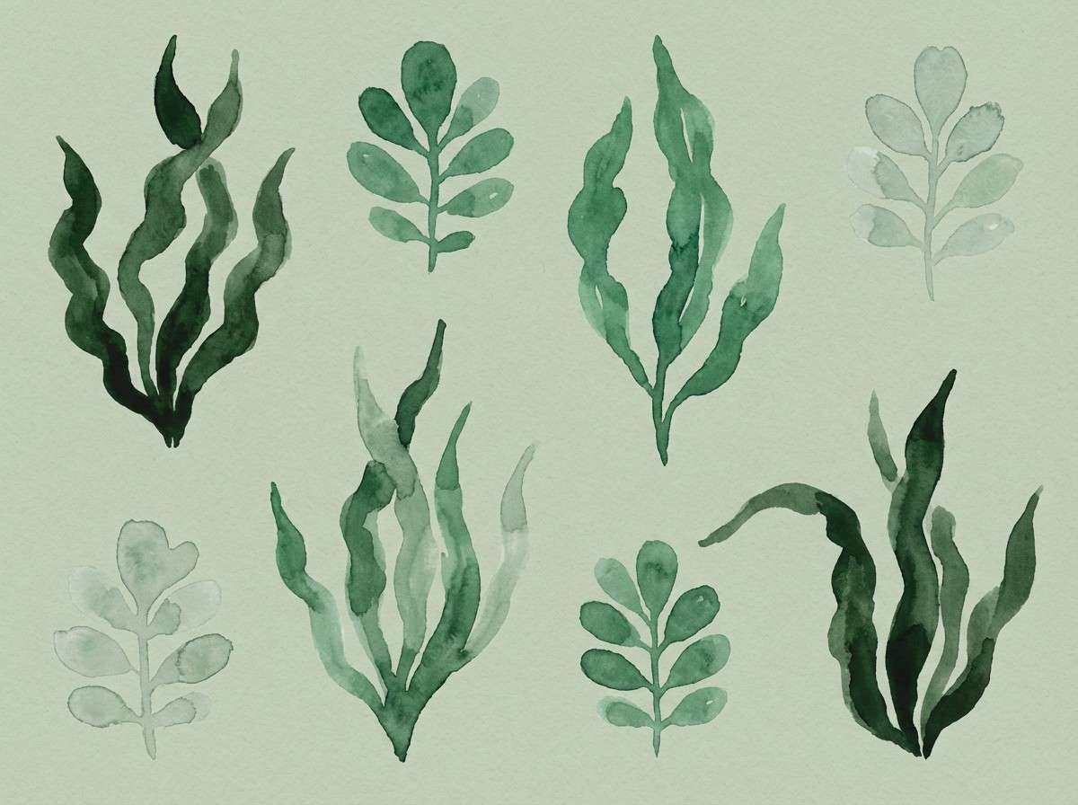 watercolor seaweed illustrations