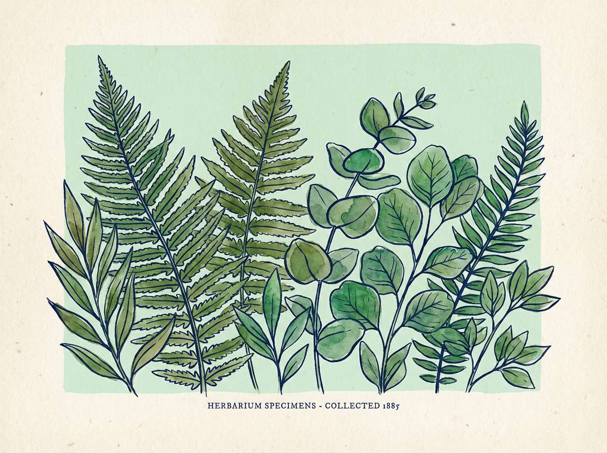 watercolor botanical print