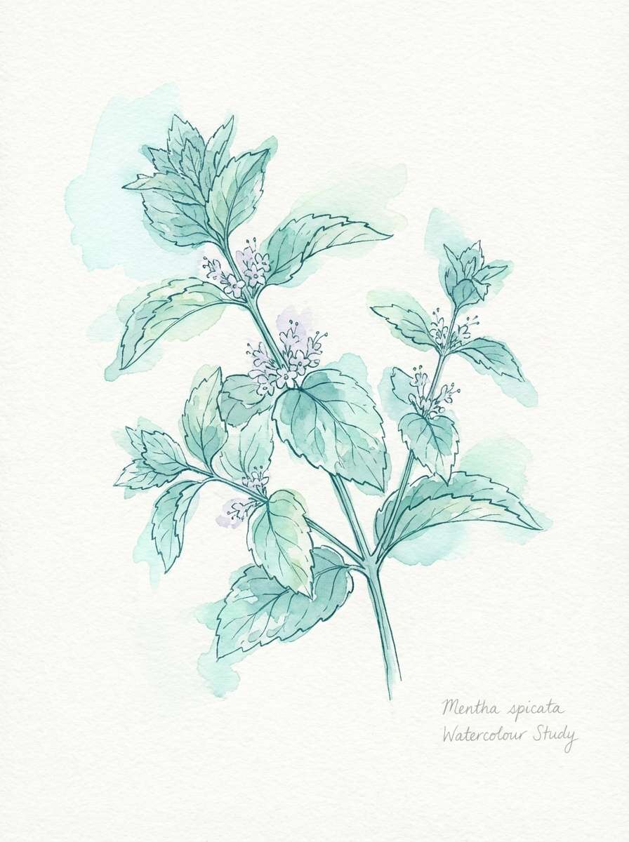 watercolor mint botanical art