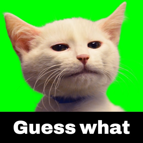 Guess What-Cat Meme